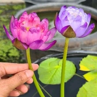 บัวยักษ์เปลี่ยนสี  3 วัน 3 สี ให้ดอกไม่ขาด ออกดอกทุกวัน