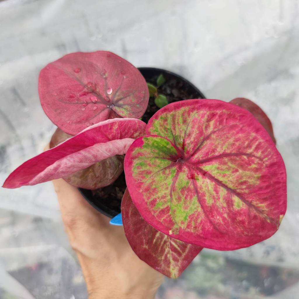 หลวงปู่ทิม บอนสี Caladium