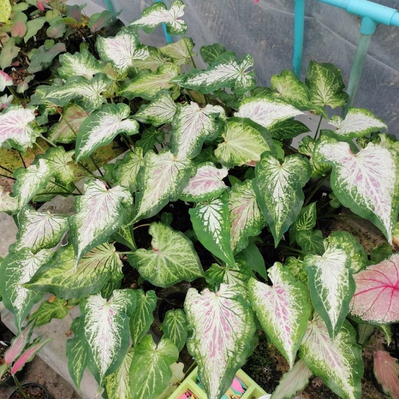 บอนสีชื่อเพชรพันล้าน เป็นบอนสีโบราณกัดสีเต็มใบสวยคล้ายประกายเพชร