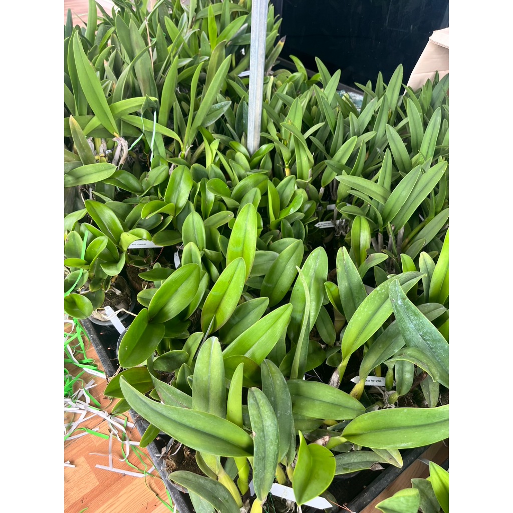 กล้วยไม้ cattleya mayor yamazaki