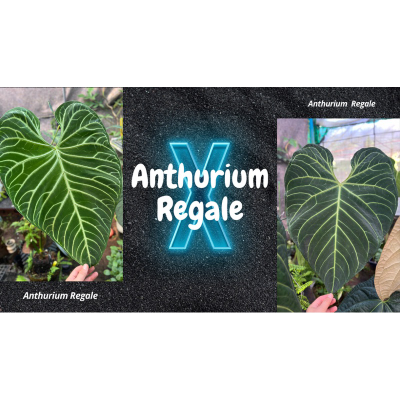 Anthurium Regale seedling