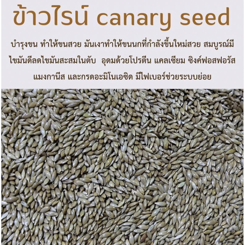 ข้าวไรน์ Canary Seed บำรุงขนให้สวย มีไขมันดี สำหรับนกแก้วทุกสายพันธุ์ แบ่ง100กรัม/250กรัม/500กรัม