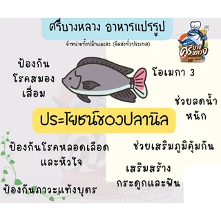 ปลานิลแดดเดียว​ ไซส์​ 7-8ตัว/โล