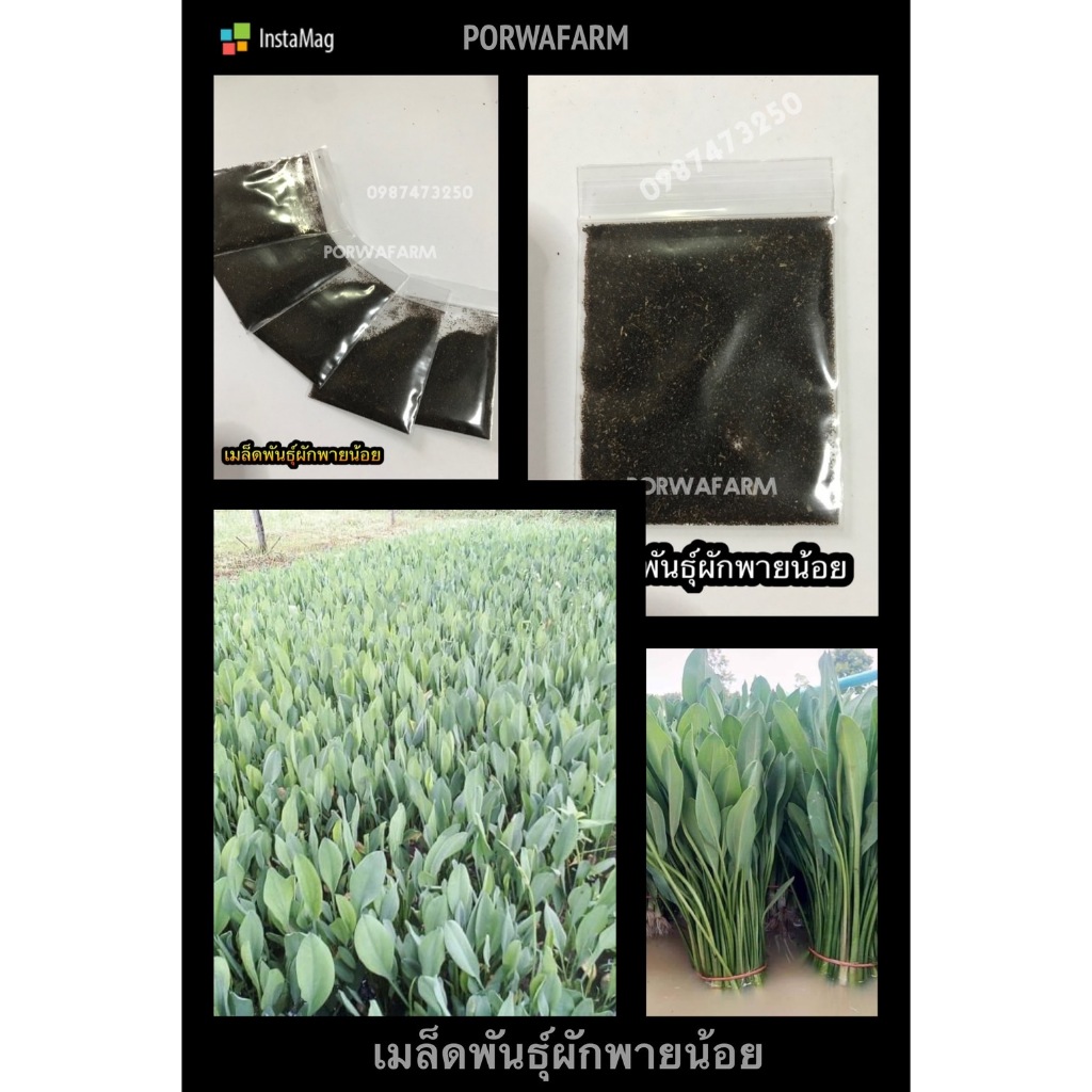 เมล็ดพันธุ์ผักพายน้อย จำนวน 10,000 เมล็ด ผักพายน้อย พายน้อย มีบริการเก็บเงินปลายทาง