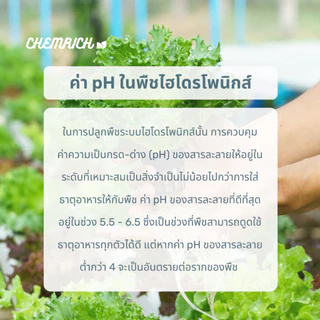 5000ml pH UP น้ำยาเพิ่มค่า pH สูตรเข้มข้น / Concentrated buffering solution (base) for pH stability - Chemrich