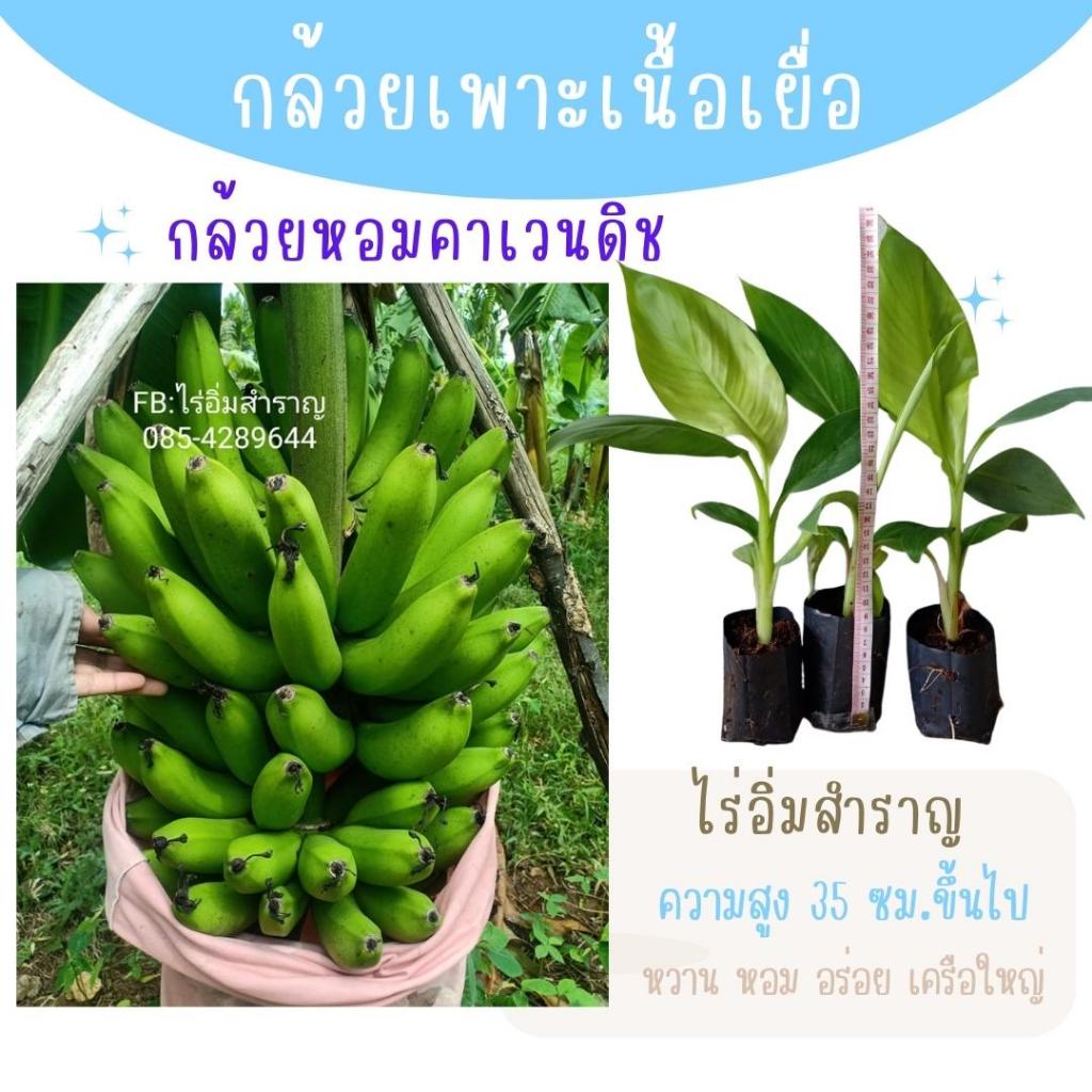 ต้นกล้วยหอมคาเวนดิช ผลใหญ่ เครือใหญ่ ต้นพันธุ์เพาะเนื้อเยื่อ  ปลอดโรค  รสชาติหวาน หอม อร่อย พร้อมลงปลูก สายพันธุ์แท้