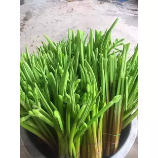 เมล็ดพันธุ์ ผักพายใหญ่ ผักก้านจอง ปลูกง่าย โตเร็ว เก็บผลผลิต ได้ทั้งปี (ซื้อ 10 แถม 1 คละได้)
