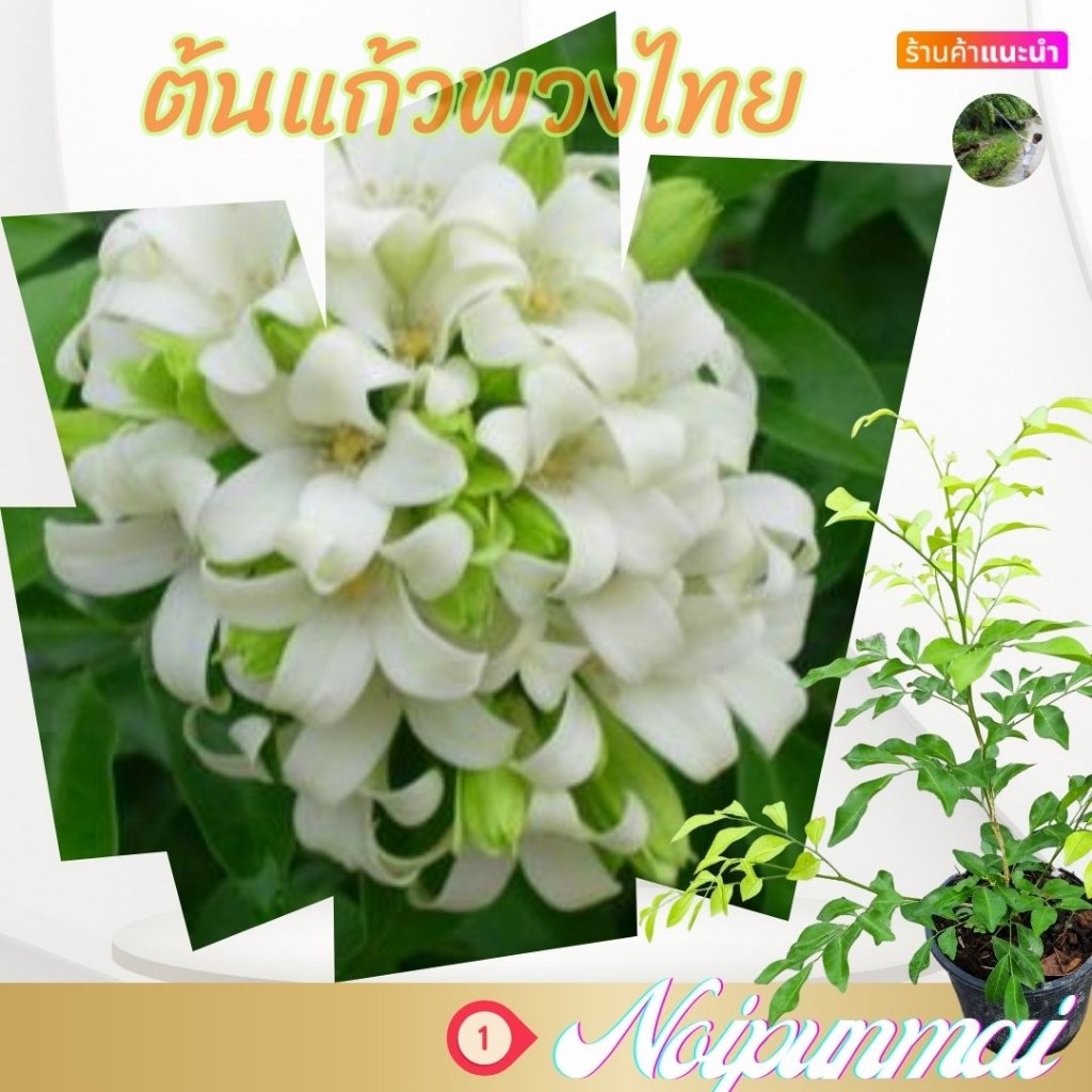 ต้นแก้วพวงไทย กระถาง 6 นิ้ว(ส่งพร้อมกระถาง)(ขั้นต่ำ 2 ต้น)