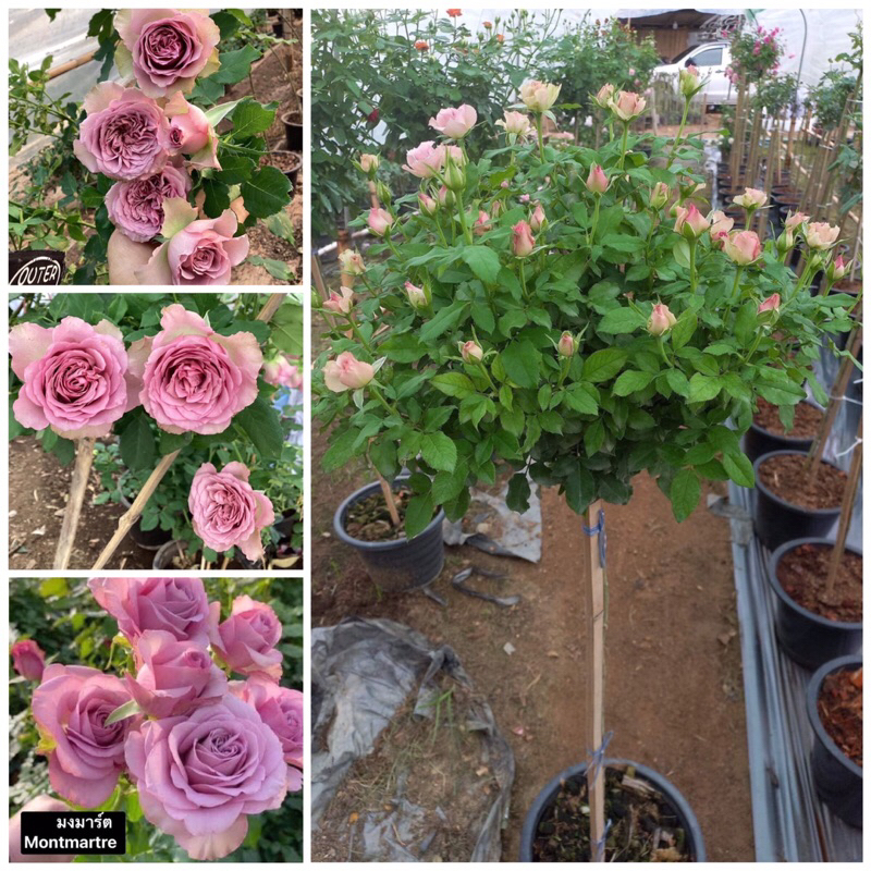 กุหลาบ-ทรีโรสมงมาร์ต Tree Rose Montmartre สีม่วง หอมๆ ดอกเยอะ เลี้ยงง่าย
