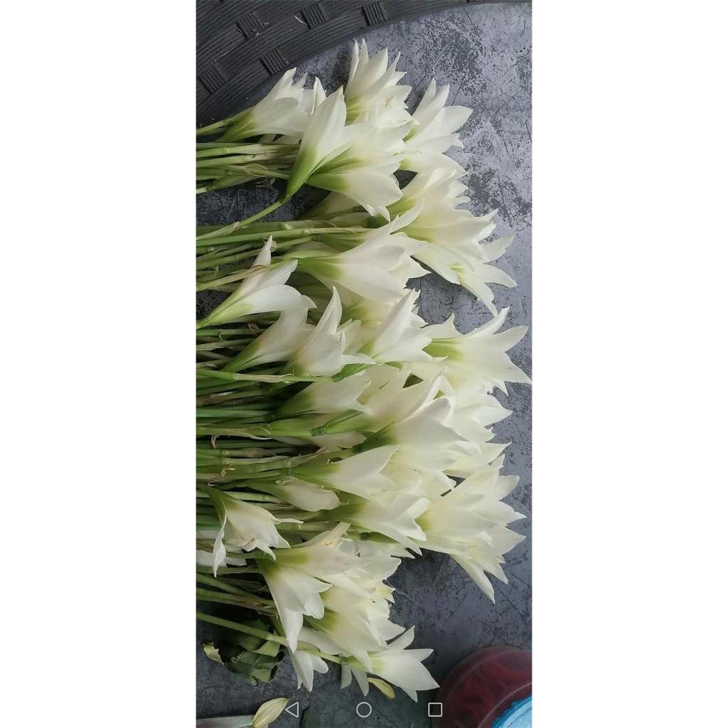 บัวดินขาวปากแตรจัดชุด30หัว79บาท