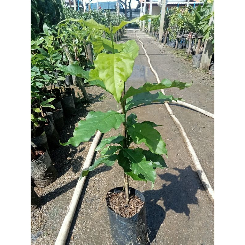 ต้นพีนัทบัตเตอร์หรือเนยถั่ว/ตอนกิ่ง สูง 40-60 ซม. ผลสุกมีรสหวาน ออกดอกตลอดทั้งปี - รูปที่ 3