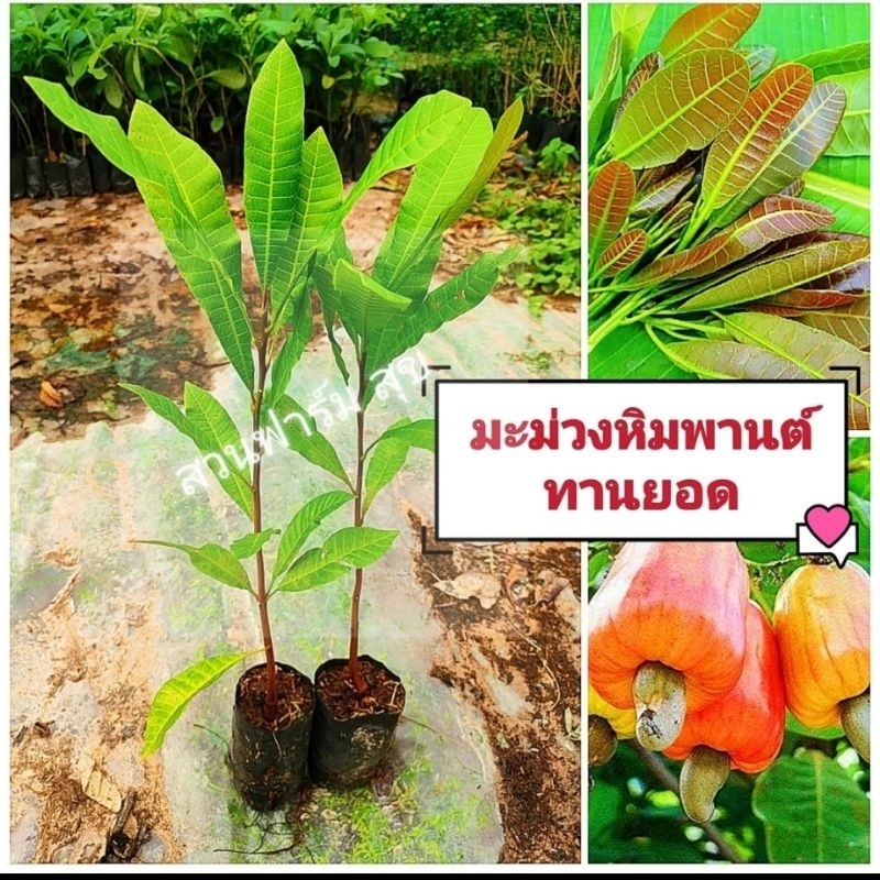 ต้นหิมพานต์ พันธุ์ทานยอด มีสรรพคุณทางยา ช่วยต้านมะเร็ง ต้นกล้าเเข็งเเรงพร้อมปลูก*** สินค้าหายยินดีเคลมฟรี