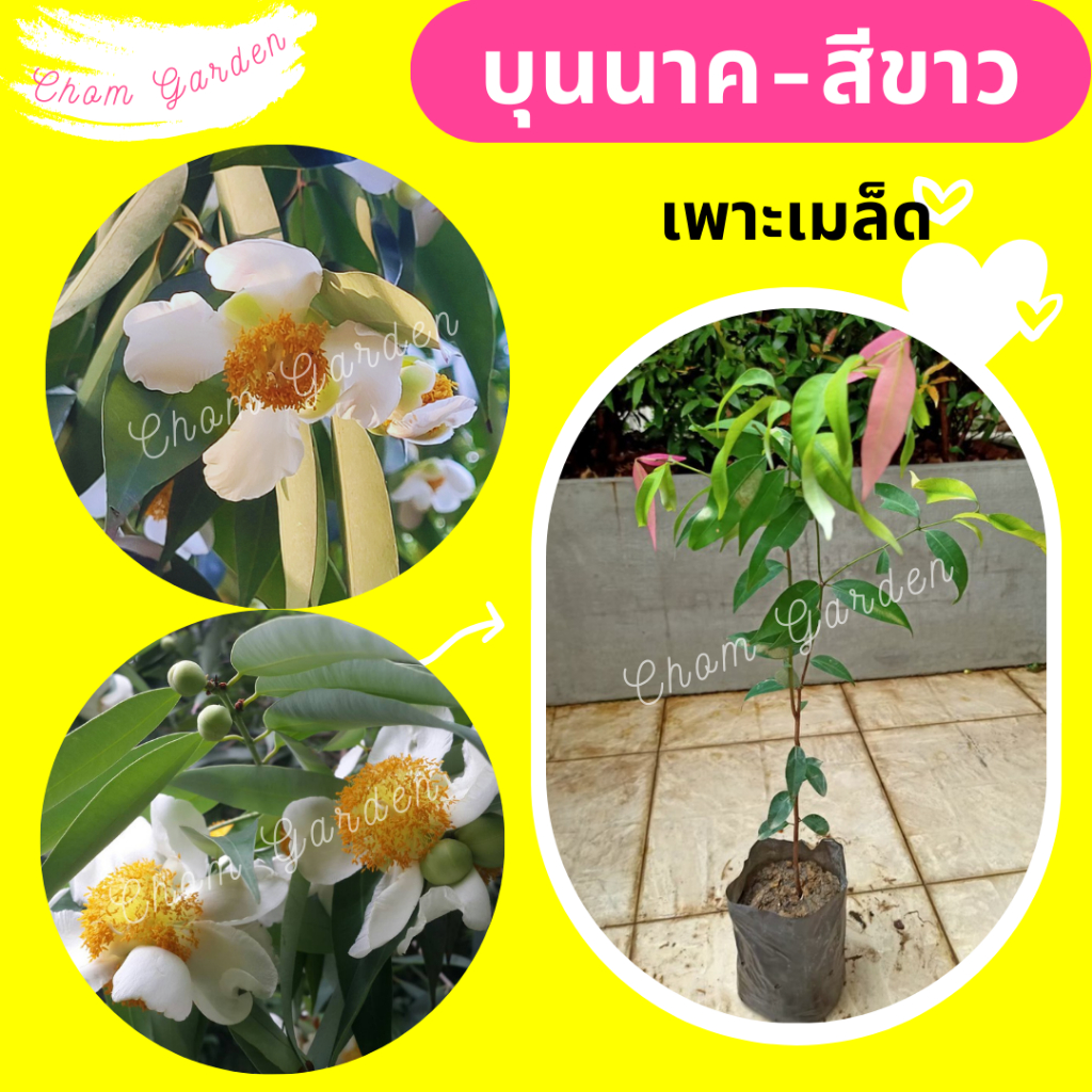 ต้นบุนนาค #บุนนาคดอกสีขาว (เพาะเมล็ด)