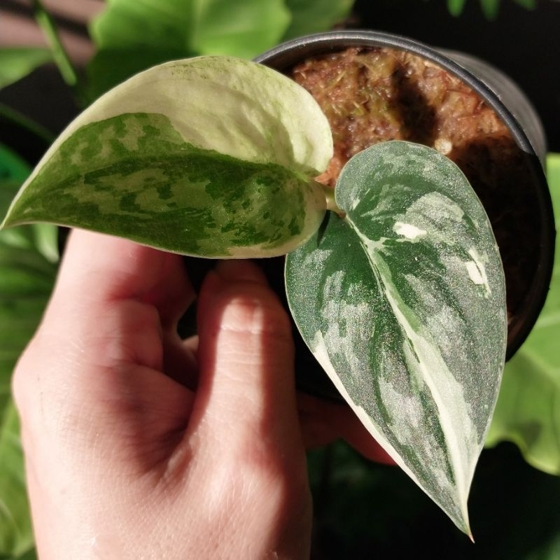 Scindapsus Mayari มายาริ ลายสวยมาก ได้ตามภาพ