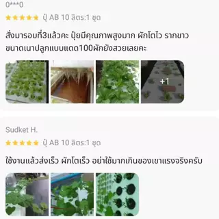 ปุ๋ยAB ชุด50ลิตร แถมชามะนาว2ขวด สูตรพลังม้า ผักไฮโดรโปนิกส์ น้ำวนน้ำนิ่ง ผักสลัด ผักไทย จีนและพ่นทางใบพืชทุกชนิด เข้มข้น