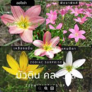 บัวดินคละสี1ชุด15หัวพันธุ์ ดอกออกมาสวยจะมีลวดลายหลากสี