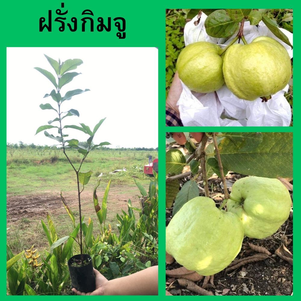 (1ต้น)🍈ฝรั่งกิมจู กิ่งตอน🍈🌱ความสูง 45-50 ซม.🌱