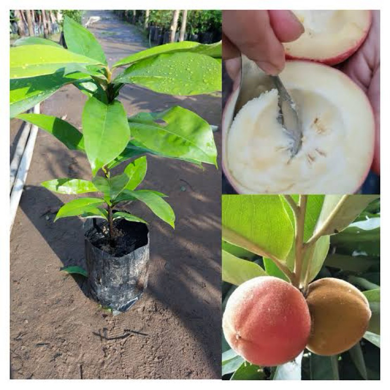 ต้นมะริดราคาถูกที่สุด1ต้น2-3ใบประมาณ15ซม.ไม้หายากมีจำกัด