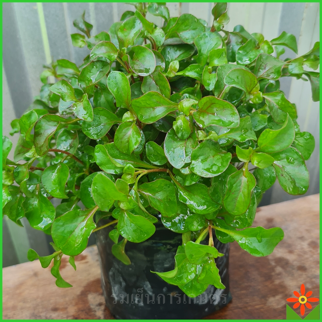 ต้นผักเป็ด สีแดง ในถุงเพาะ 5.5นิ้ว ผักเป็ดแดง