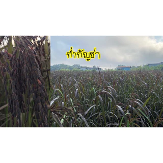 500 กรัม เมล็ดพันธุ์ข้าวเหนียวดำพันธุ์โบราญดั้งเดิม ดำทั้งต้น