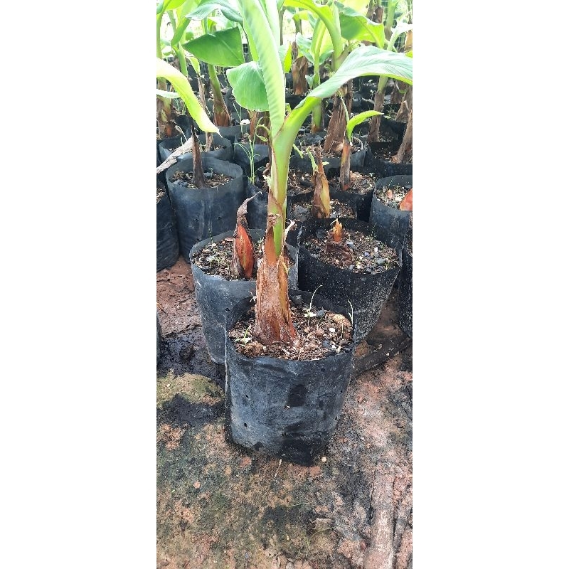 ต้นพันธุ์กล้วยงาช้างplantain