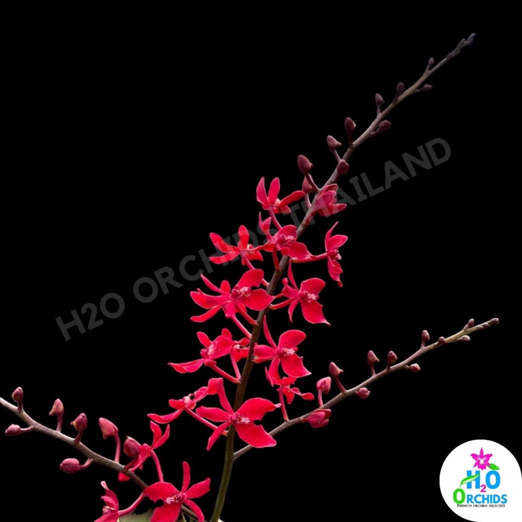 กล้วยไม้ บางกอกเฟลม สีแดงสด [Renanstylis Bangkok Beauty] ตัดยอด ยาว 45 CM ขึ้นไป