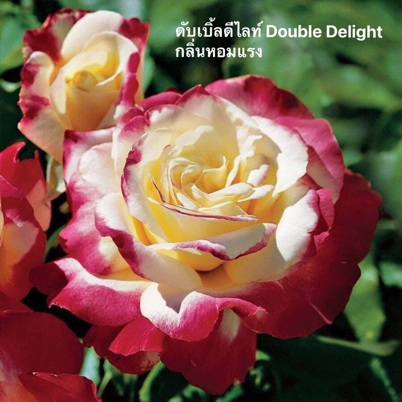 กุหลาบ-ดับเบิ้ลดีไลท์ Double Delight ดอกใหญ่หอมแรงบานทน สีสันสดใส เลี้ยงง่าย