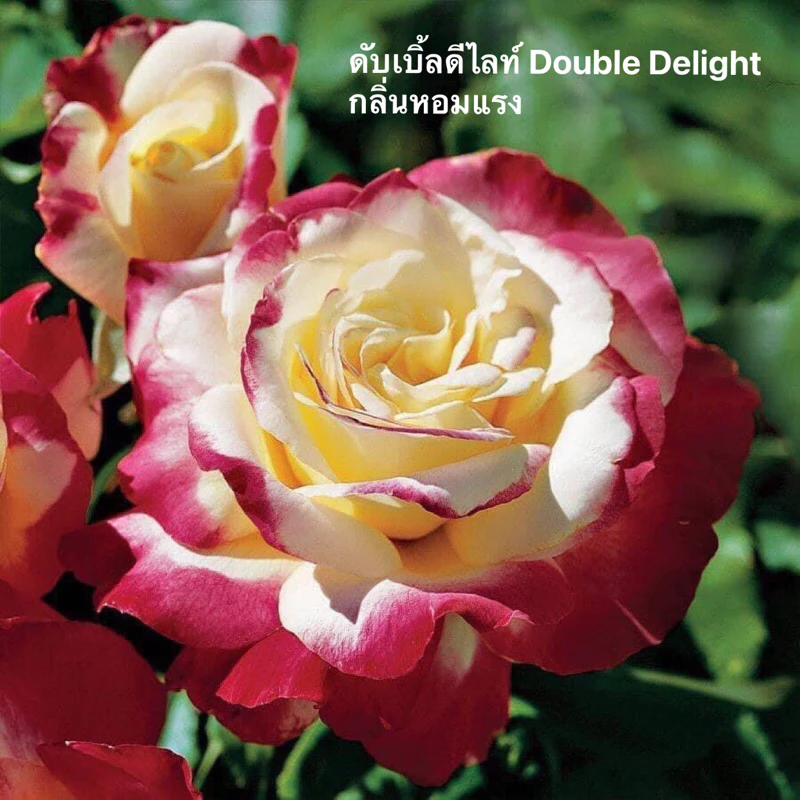 กุหลาบ-ดับเบิ้ลดีไลท์ “Double Delight” สีขาวเหลืองขอบแดง ดอกใหญ่ หอมแรง บานทน สีสันสดใส เลี้ยงง่าย