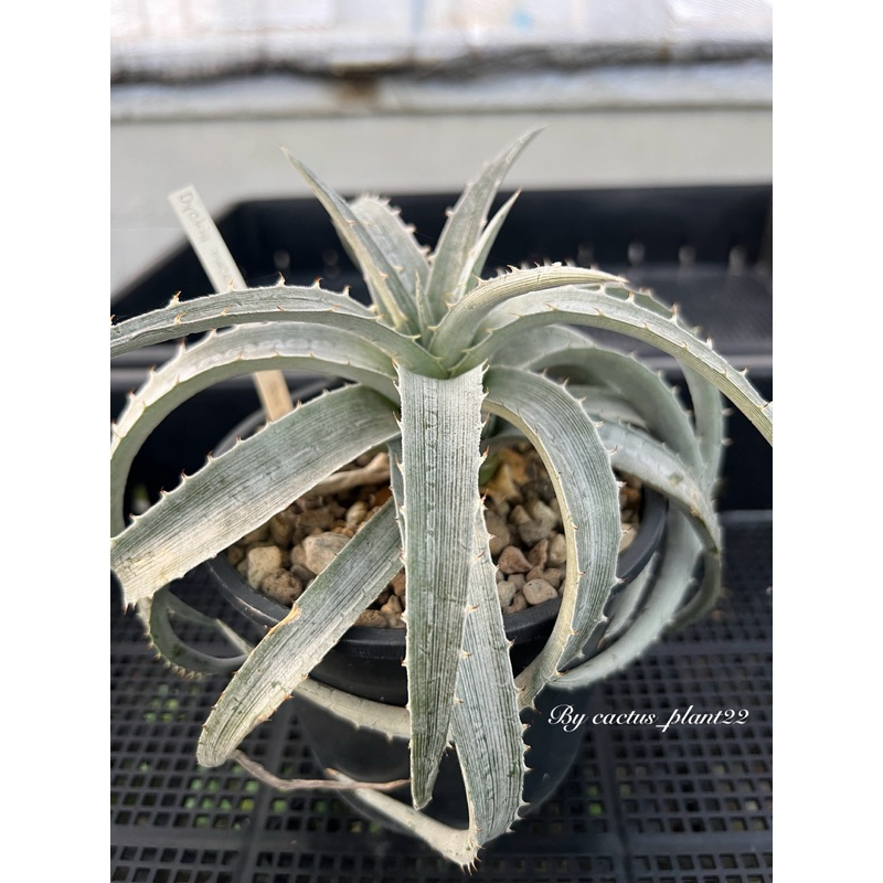 dyckia  macedoi hybrid สับปะรด