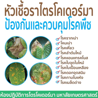 【พร้อมส่ง】หัวเชื้อราไตรโคเดอร์มา(20กรัม) ป้องกันเชื้อราโรคพืช ม.เกษตร