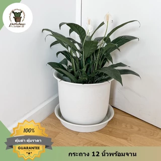 กระถางต้นไม้ทรงกลมญี่ปุ่น 15 12 10 8 6 นิ้ว พร้อมจานรองสีขาว รุ่นญาญ่า