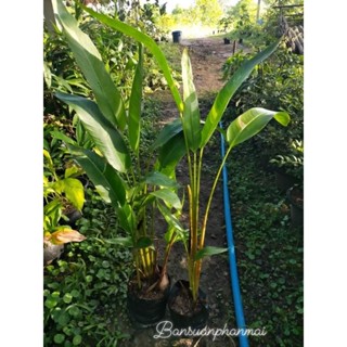 ต้นเฮลิเคอเนียใบด่าง แบบกอ สูง 80-100 ซม.