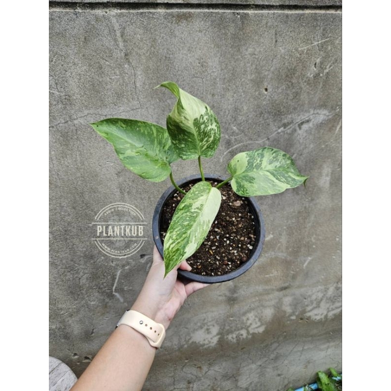 Philodendron Jose buono Var อัพเดต 15/10/65