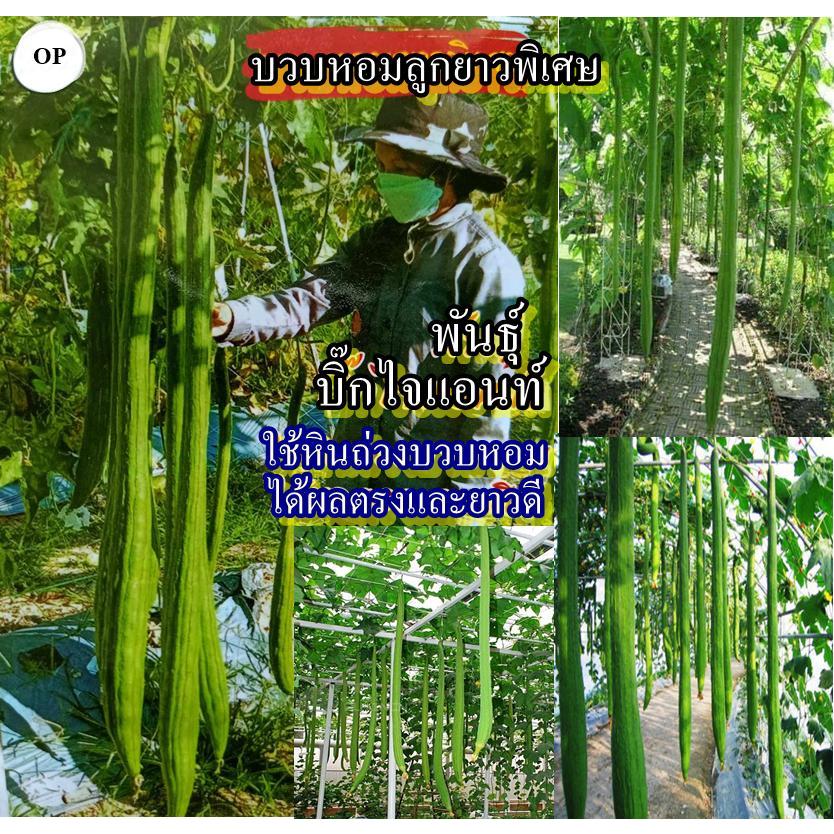 15+ เมล็ด เมล็ดบวบหอมลูกยาวพิเศษ พันธุ์บิ๊กไจแอนท์ (ปลูกง่าย รสชาติหวานหอมอร่อยผลยาวมากๆ ใช้หินถ่วงบวบจะได้ผลตรงและยาว)