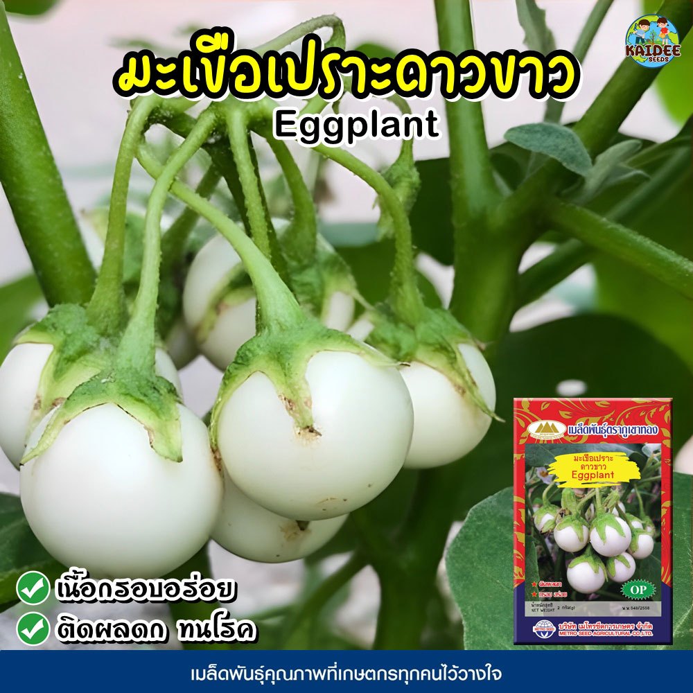 เมล็ดมะเขือเปราะดาวขาว Eggplant เมล็ดมะเขือเปราะ เมล็ดพันธุ์มะเขือเปราะ เมล็ดผักสวนครัว ตราภูเขาทอง