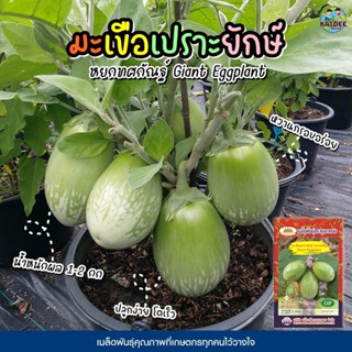 เมล็ดมะเขือเปราะยักษ์ หยกทศกัณฐ์ Giant Eggplant ตราภูเขาทอง …