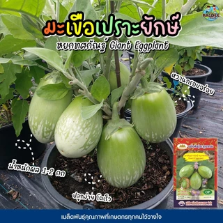 เมล็ดมะเขือเปราะยักษ์ หยกทศกัณฐ์ Giant Eggplant ตราภูเขาทอง เมล็ดพันธุ์มะเขือเปราะยักษ์ เมล็ดมะเขือ เมล็ดพันธุ์มะเขือเปร