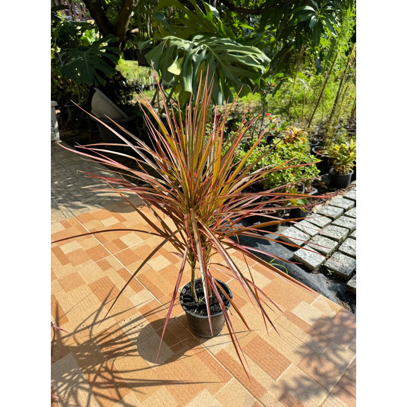 มุมมอง 4