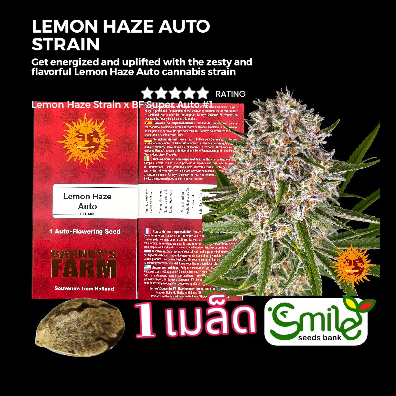 เมล็ดกัญชา Lemon Haze (Auto) - Barney’s Farm