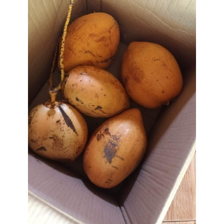 มะพร้าวสีทอง 2 ลูก (พร้อมส่งทุกวัน) สดจากสวนพ่อเฒ่า