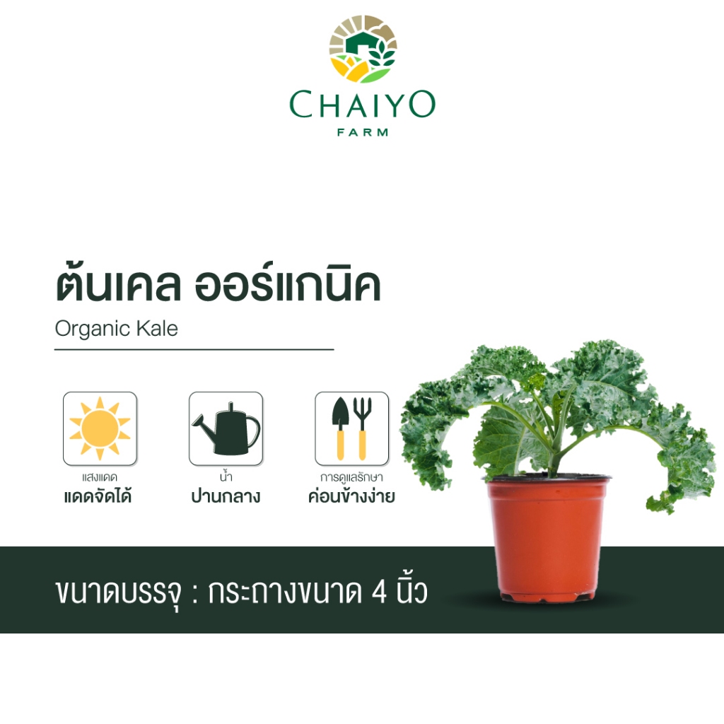 ต้นเคล ออร์แกนิค Organic Kale กระถาง 4 นิ้ว และ 6 นิ้ว