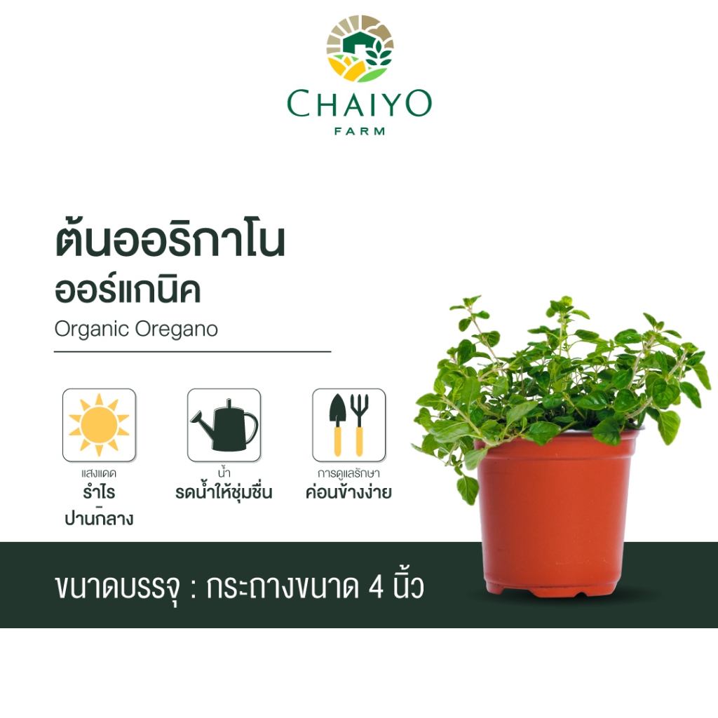 ต้นออริกาโน ออร์แกนิค Organic Oregano กระถาง 4 นิ้ว และ 6 นิ้ว
