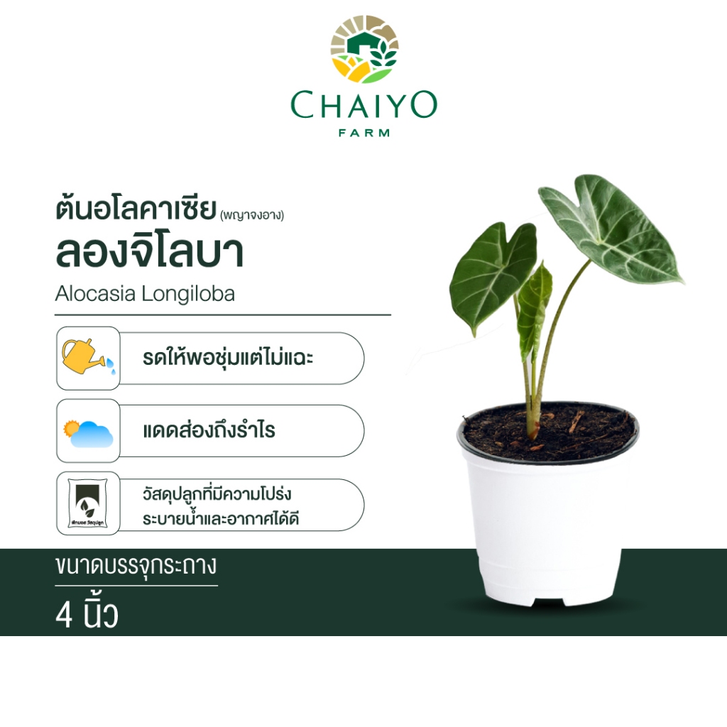 อโลคาเซีย ลองจิโลบา อโลคาเซียพญาจงอาง Alocasia Longiloba