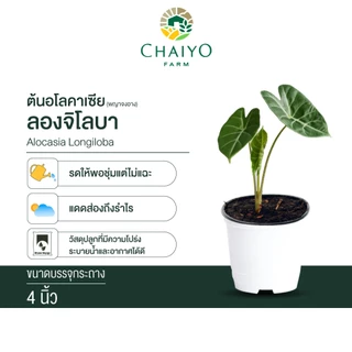ต้น อโลคาเซีย ลองจิโลบา อโลคาเซียพญาจงอาง Alocasia Longiloba