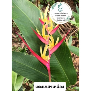 หน่อเหง้าเบิร์ดออฟพาราไดซ์ แดง❤ ส้ม🧡ชมพู💖 ต้นไม้ประดับรั้ว ตกแต่งสวน