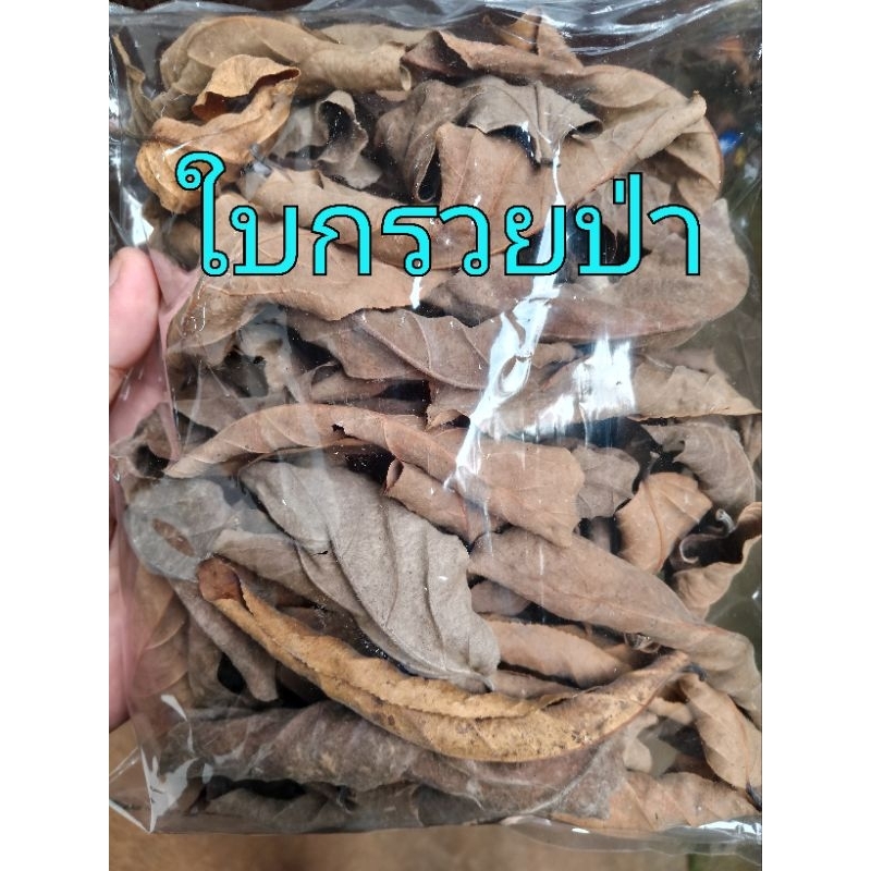 ใบกรวยป่าแห้ง สำหรับหมักปลากัด หนังดี หนังเหนียว เกล็ดแข็ง สายเดิมพัน ต้องมีไว้   1ถุงมี 40 ใบ 80 บาท