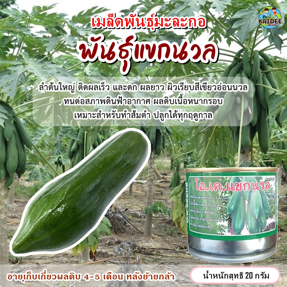 เมล็ดพันธุ์มะละกอ โอ.เค.แขกนวล ตราO.K.SEEDS ขนาด20กรัม เมล็ดพันธุ์มะละกอ เมล็ดมะละกอแขกนวล เมล็ดมะละกอ มะละกอทำส้มตำ