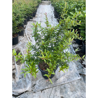 ต้นทับทิมไต้หวัน ต้นแข็งแรง เป็นพุ่มสวย ให้ลูกดก ขนาดกระถาง …