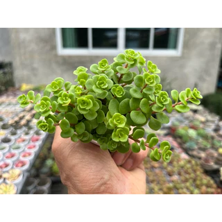 กุหลาบไพลิน (Sedum Makinoir) กุหลาบหิน ไม้อวบน้ำ ขนาด กระถาง 2 นิ้ว