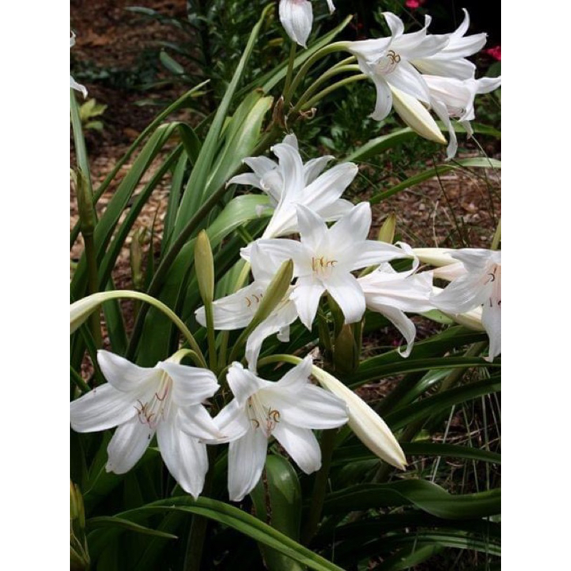 Crinum 'Ollene'พลับพลึงขนาดใหญ่ สีขาวตัวนี้ชอบแดดแรง